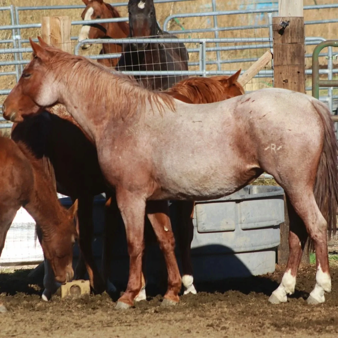 Group of horses standing together in a fenced outdoor area on a farm.