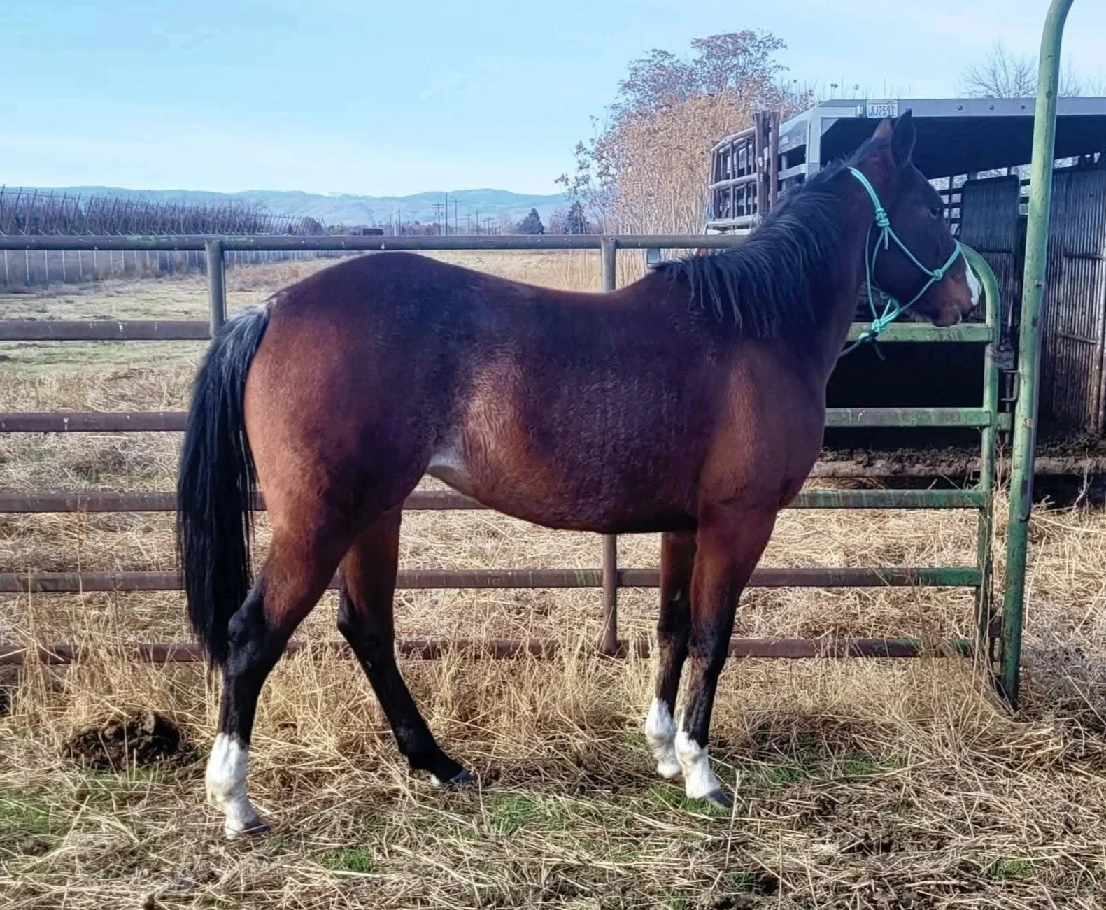 A brown and black horse with white markings on its legs standing in a fenced outdoor paddock, with dry grass and a trailer in the background.