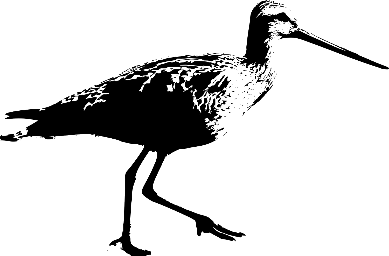 Kara Zertuche, PMHNP-BC