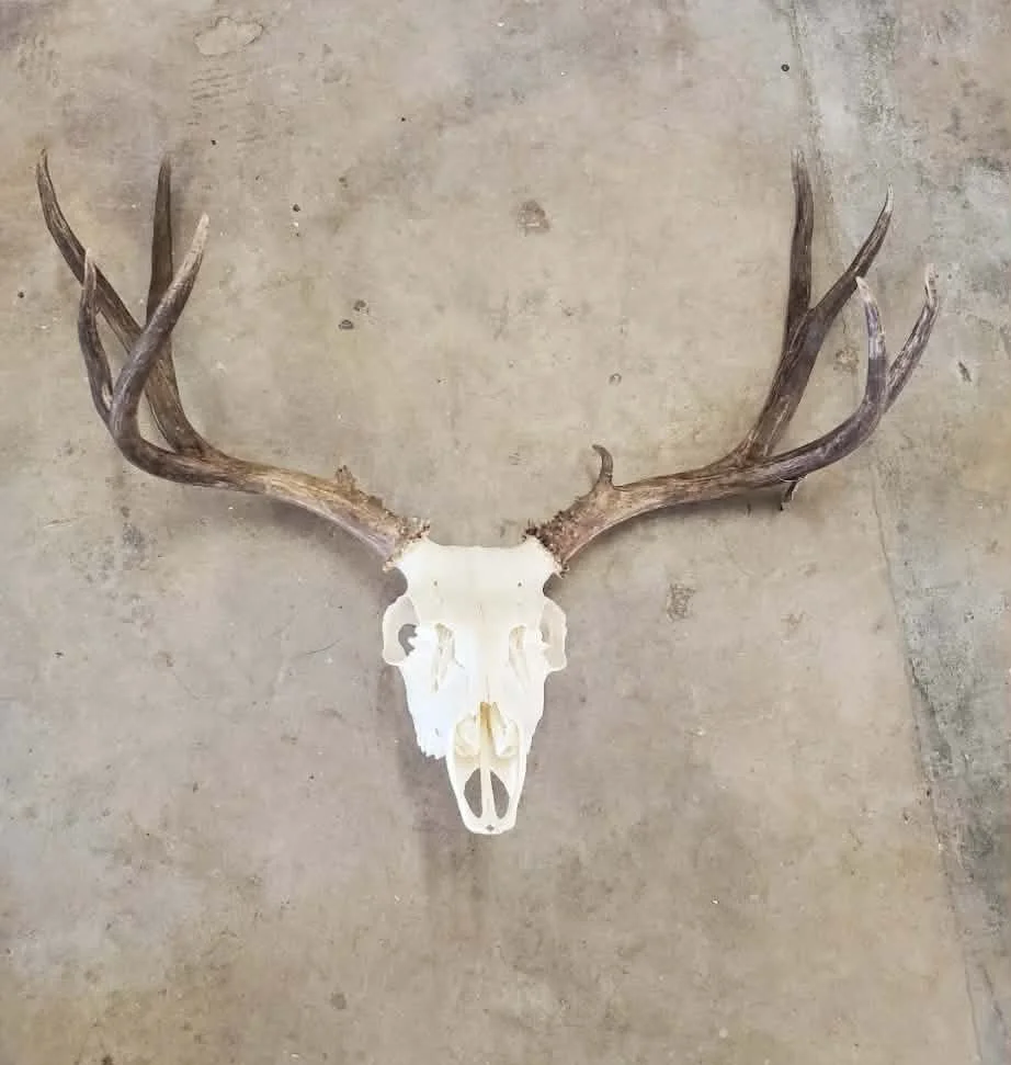 Deer skull with antlers. european mount.