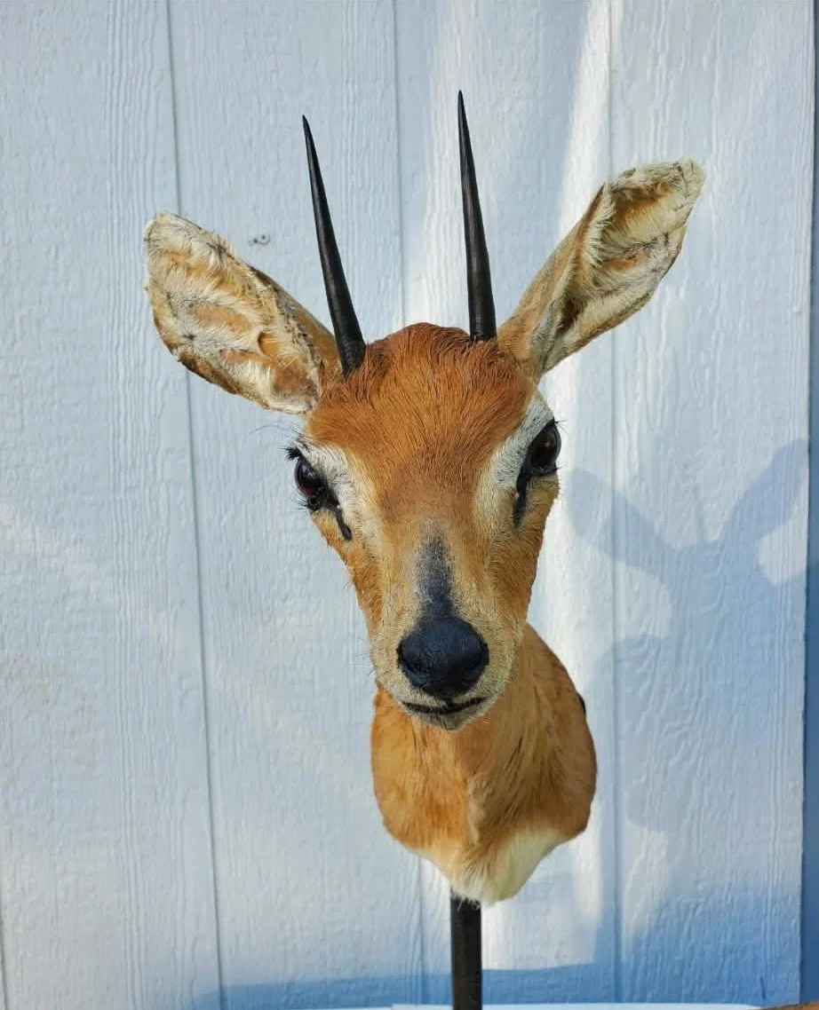 A mounted taxidermy of a steinbok antelope with small black horns, large ears, and brown fur, against a white wooden background.