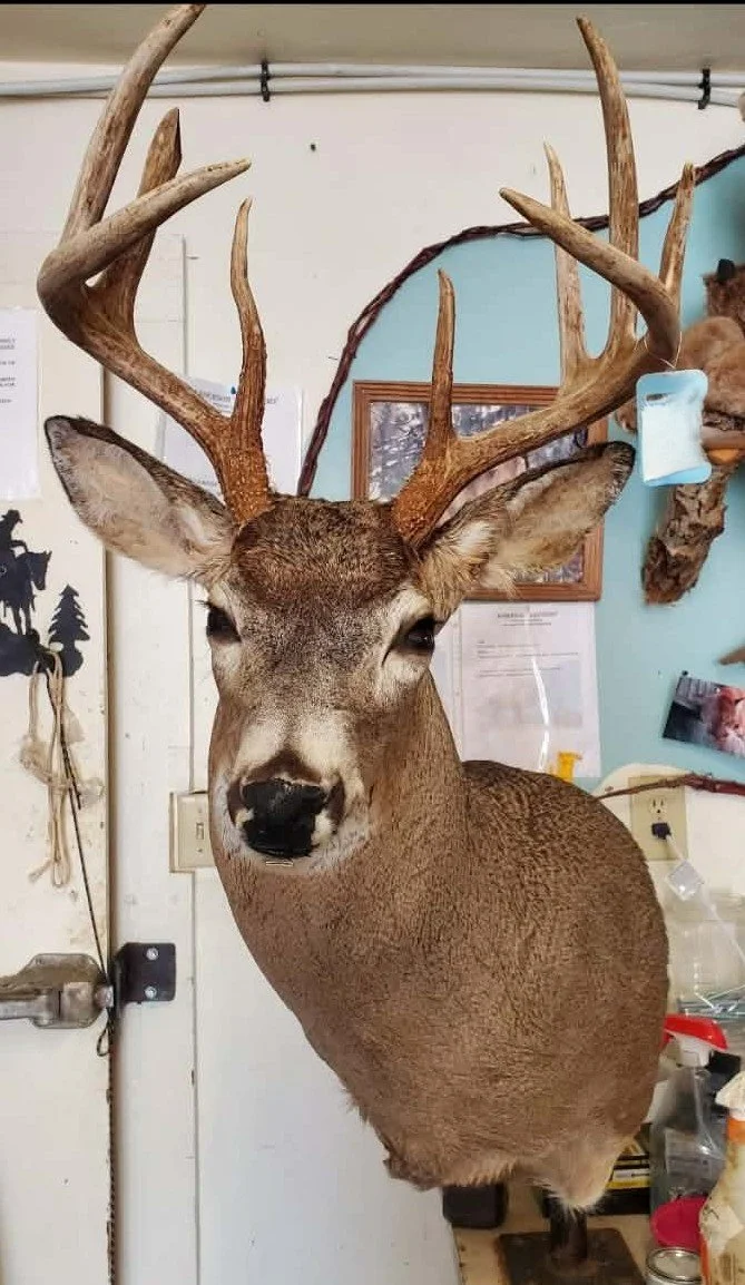 Mounted deer head with large antlers on a wall in a room.