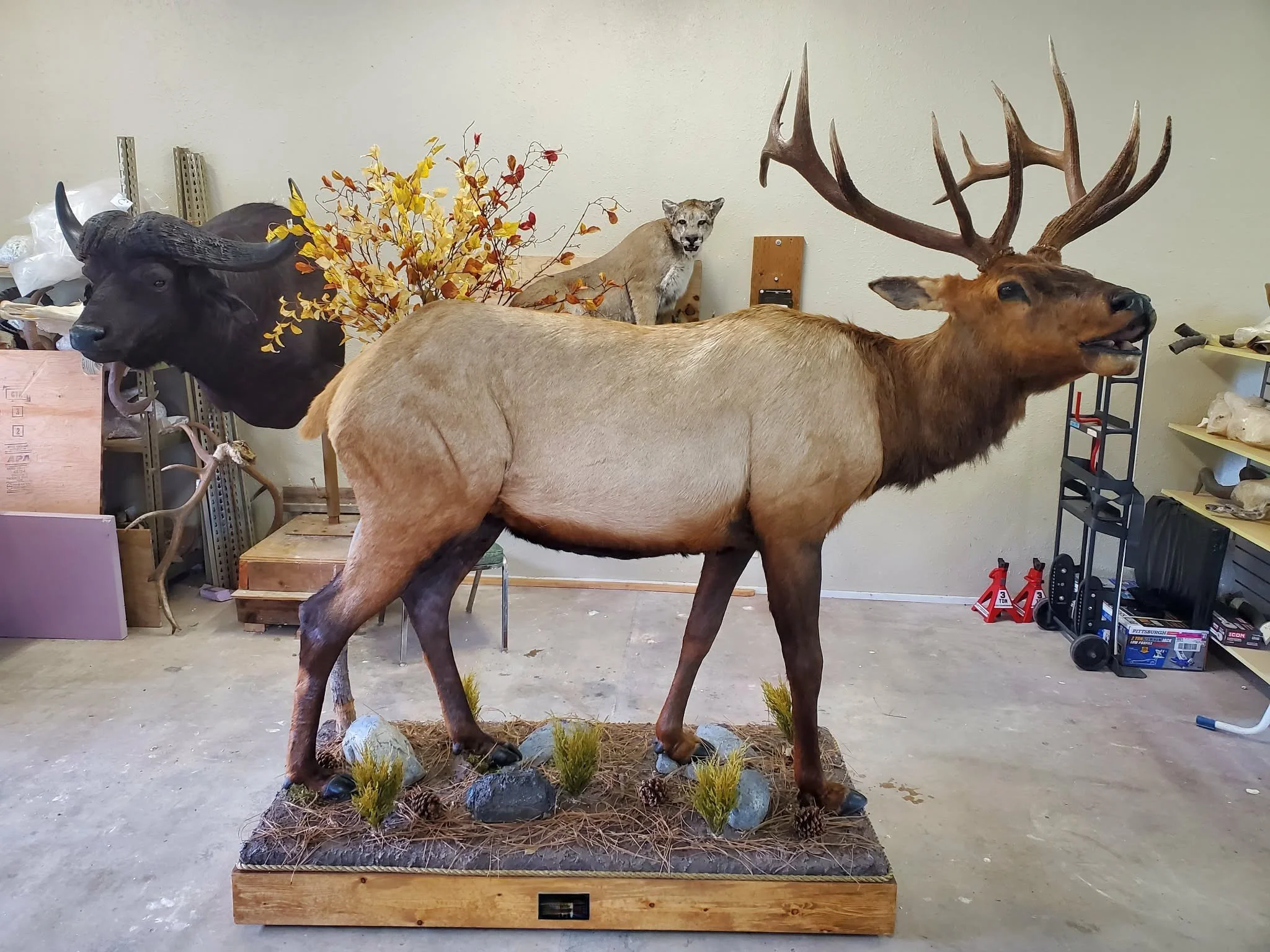 Taxidermy display of an elk in a workshop setting.