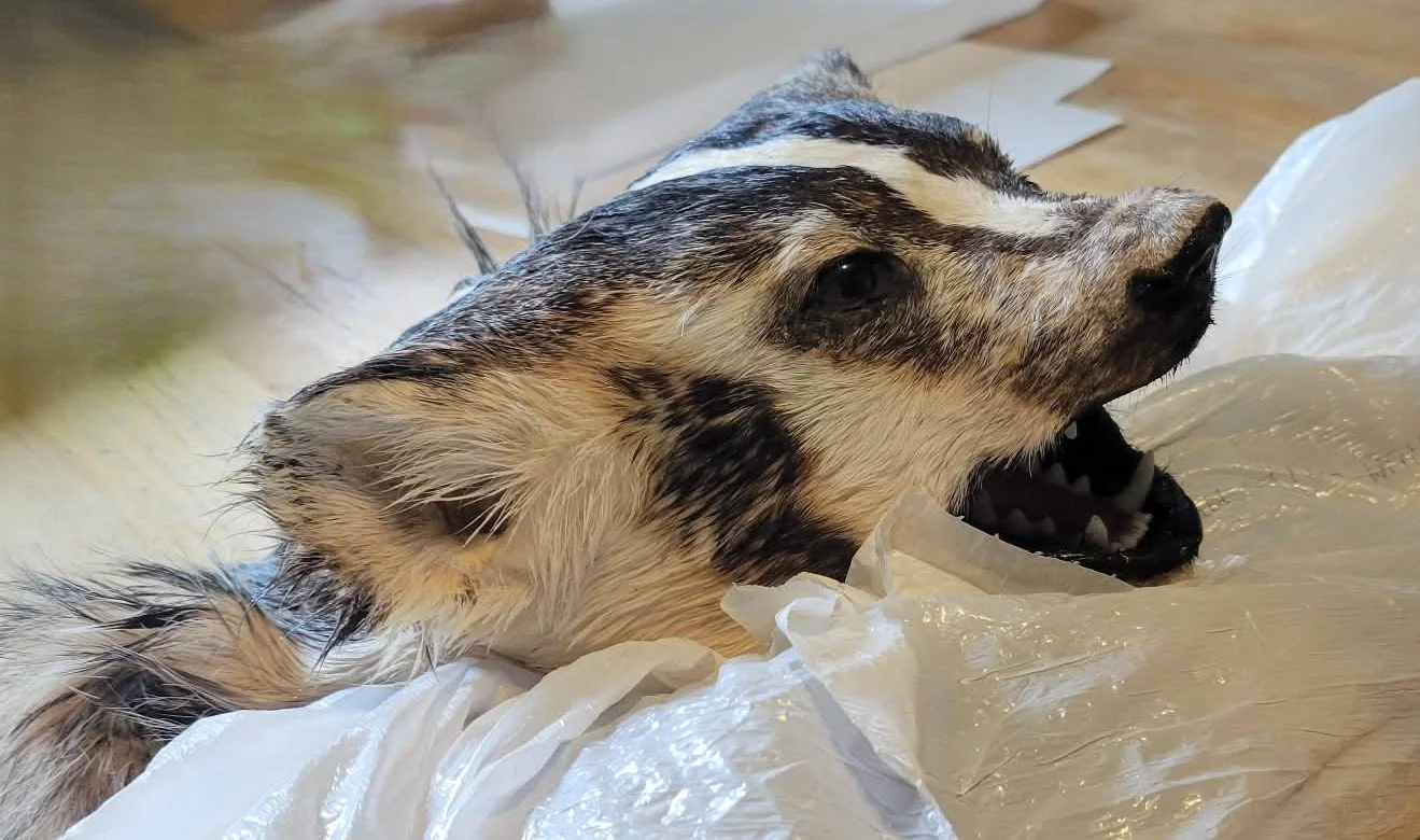 Badger with mouth open, for a rug. side view.
