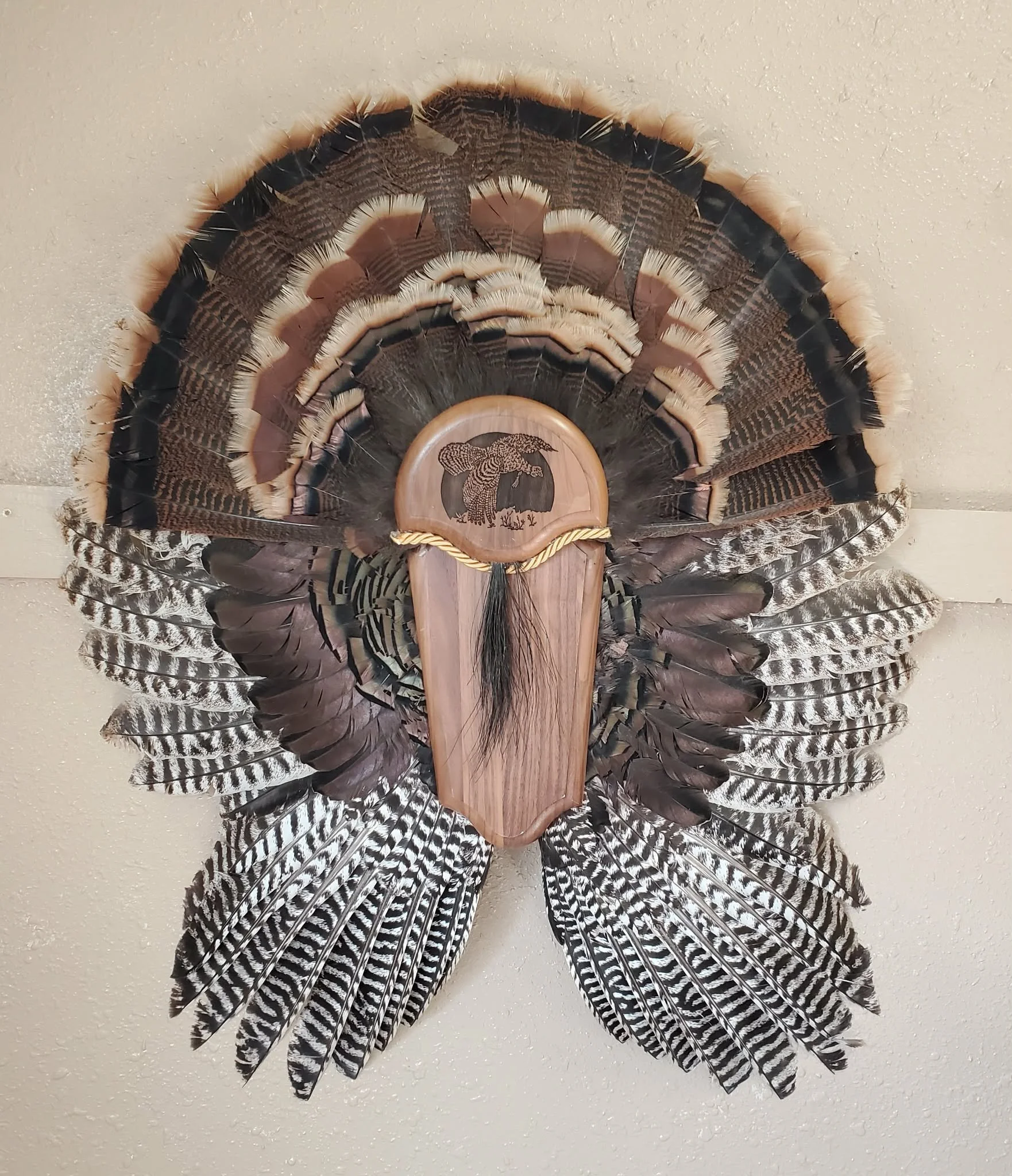 turkey fan and wing mount with beard displayed.