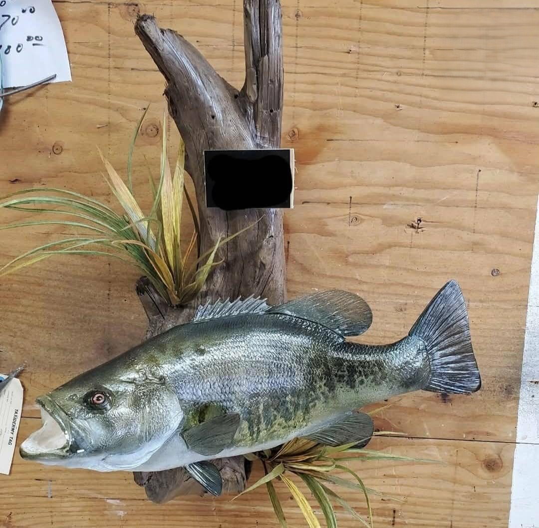 Mounted fish displayed with a piece of driftwood and faux plants on a wooden background.