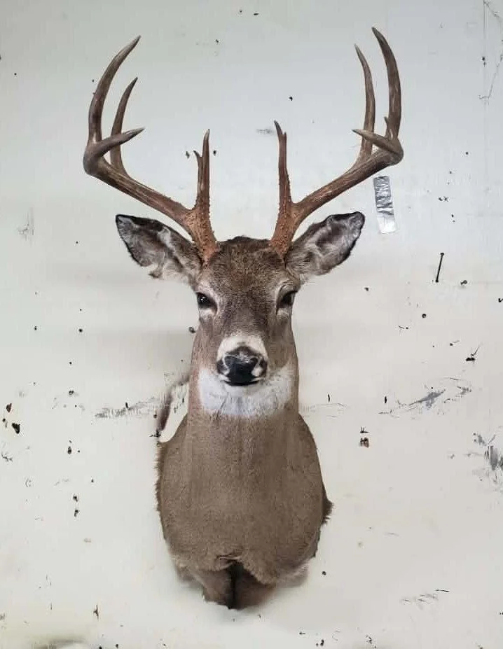 Mounted deer shoulder mount.