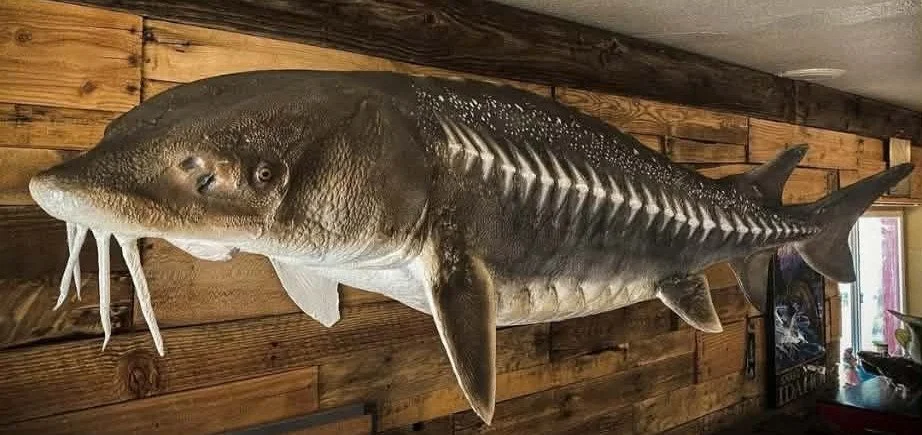 Mounted sturgeon fish on a wooden wall inside a room.