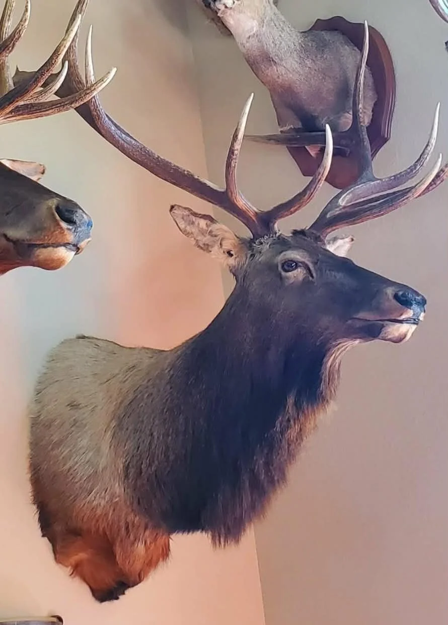 Taxidermy mount of an elk with large antlers hanging on a wall.