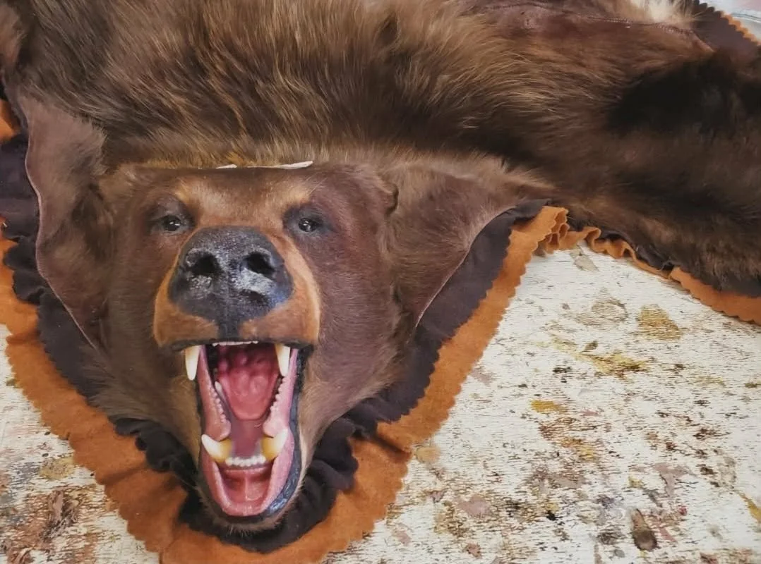 Taxidermy bear head with open mouth showing teeth, mounted on a bear hide rug.