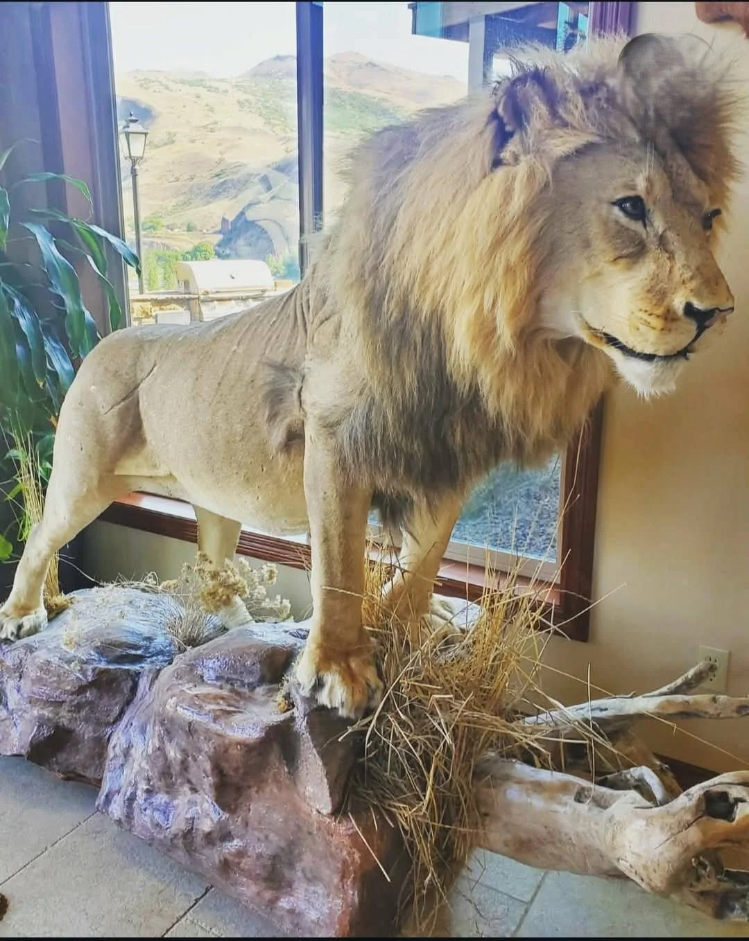 A taxidermy lion mounted on a rock display with a backdrop of a window showing an outdoor landscape.