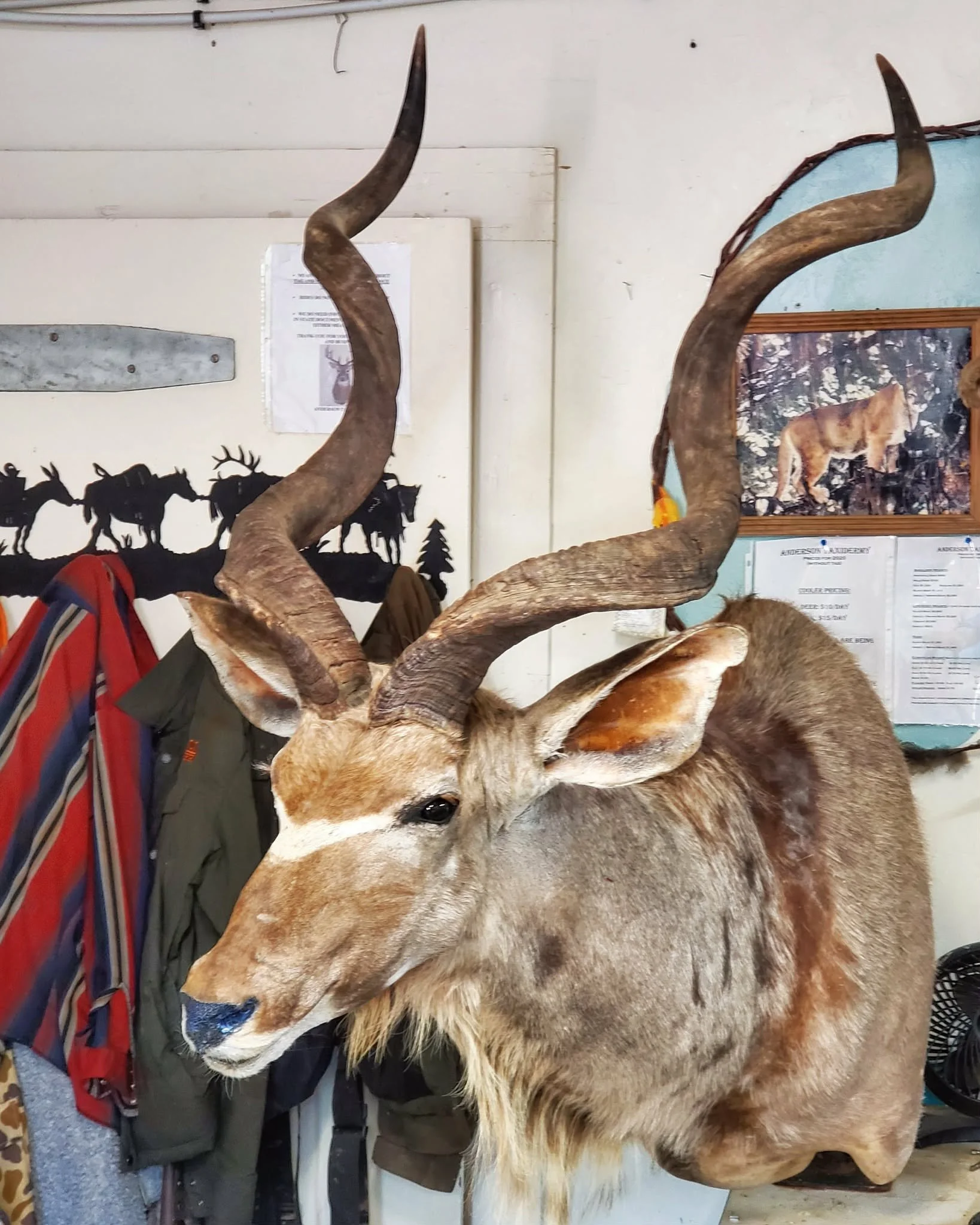 A mounted kudu head with large, curved horns in a hunting lodge or taxidermy shop, with hunting gear and animal posters in the background.