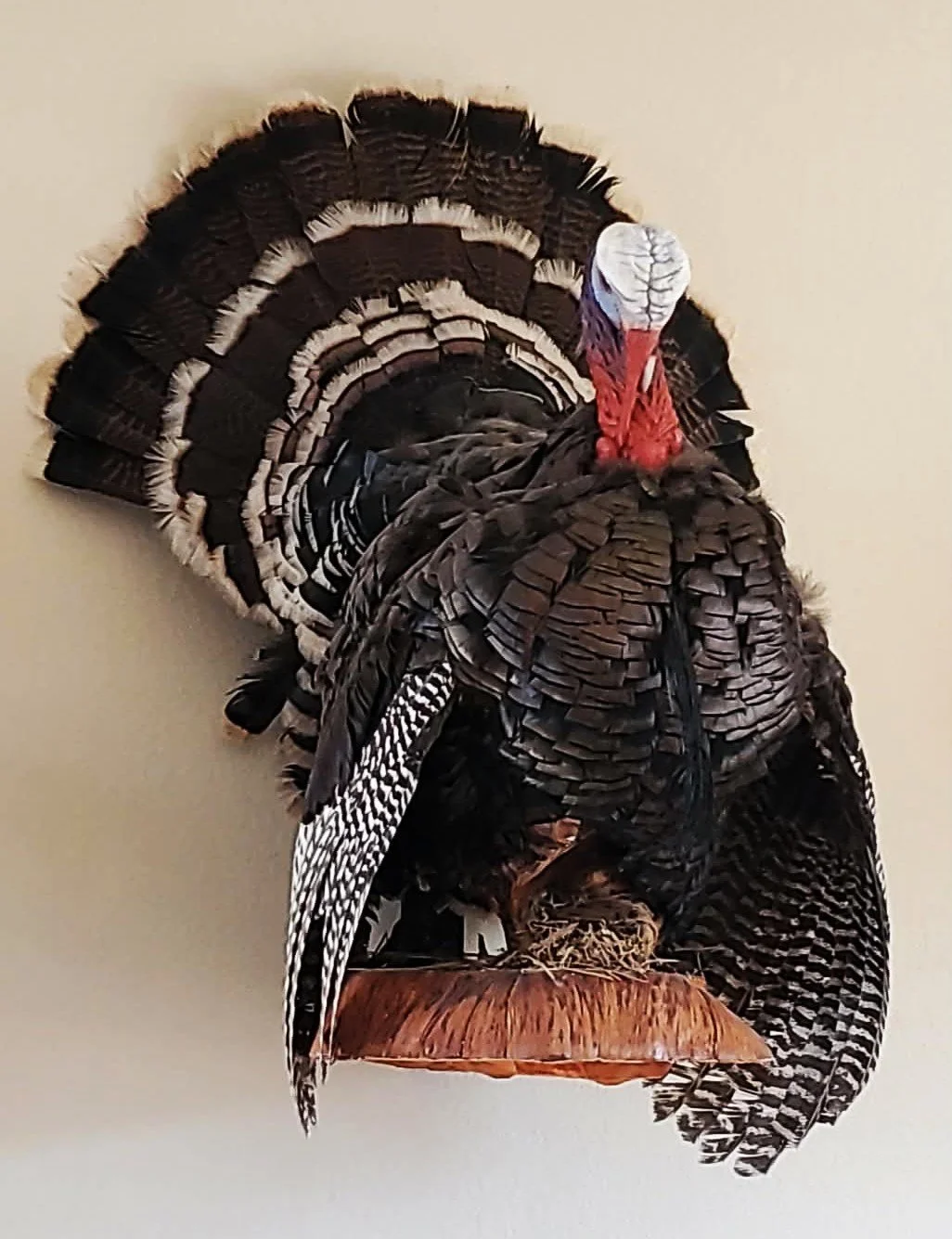 Decorative turkey with upright feathers, a painted head, and a wooden base.