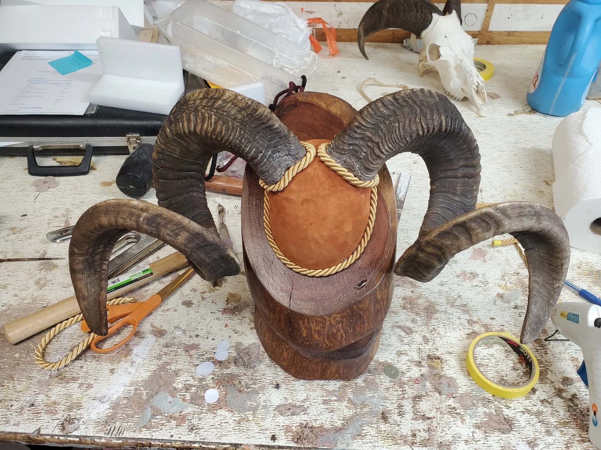 A goat horn mount with large curved horns, decorated with a gold-colored rope, on a beautiful wood base.