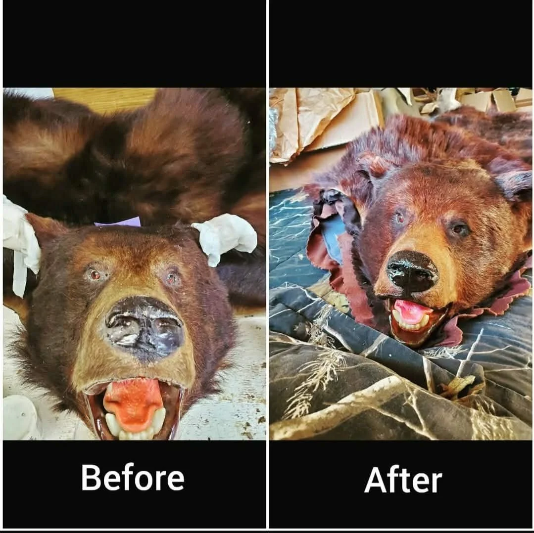 Comparison of a bear rug before and after being restored.