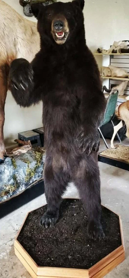 A black bear standing on its hind legs inside a wooden planter box, with one paw raised and mouth slightly open, in an indoor setting.