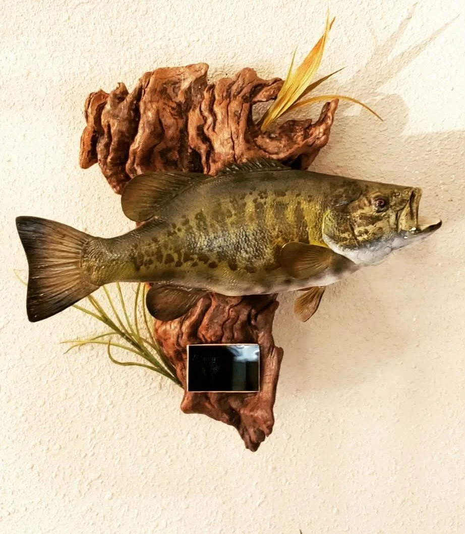 Mounted fish with decorative driftwood and plants on a beige wall.