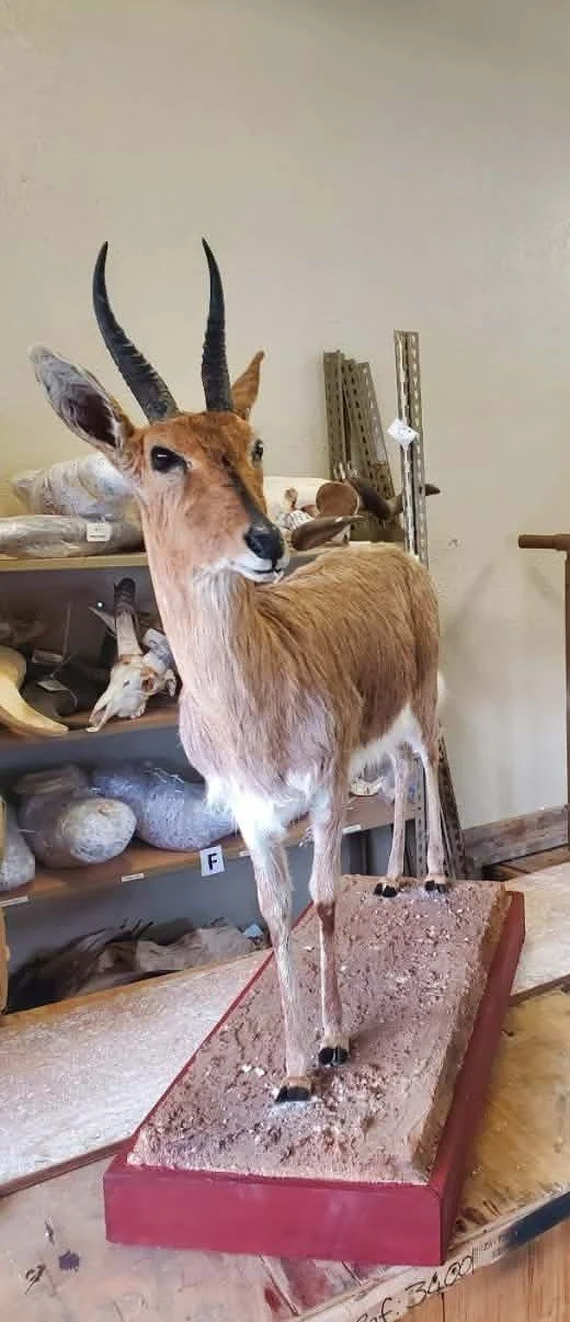 Mounted taxidermy of an antelope with long, curved horns, standing on a rectangular base indoors.