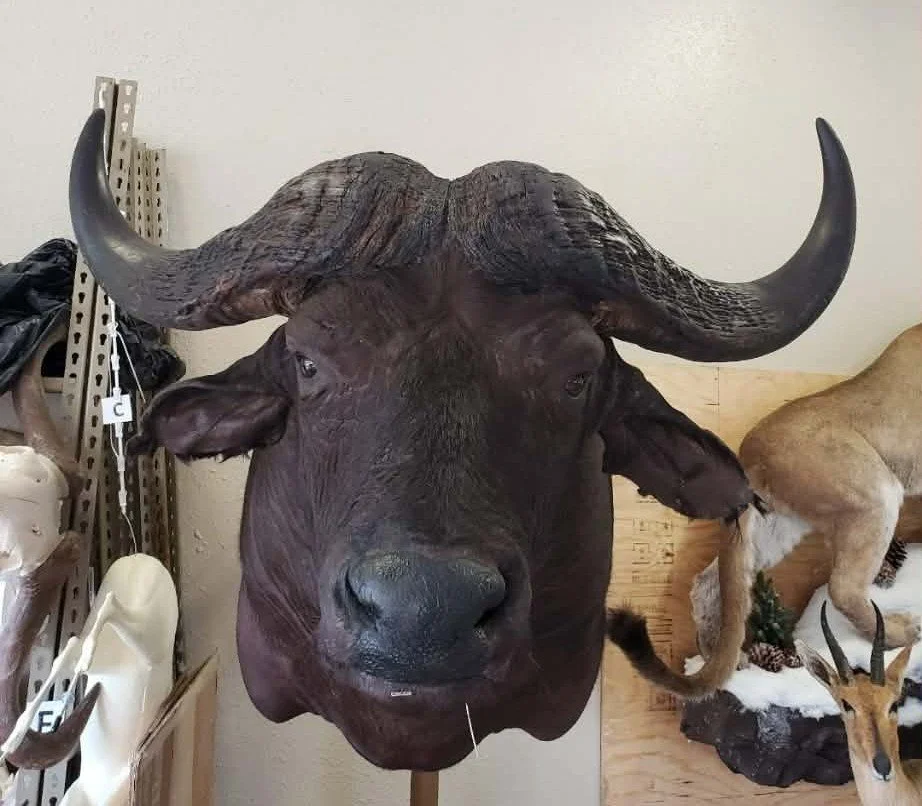 A mounted water buffalo head with large curved horns on a wall in a room, surrounded by animal mounts and decorations.