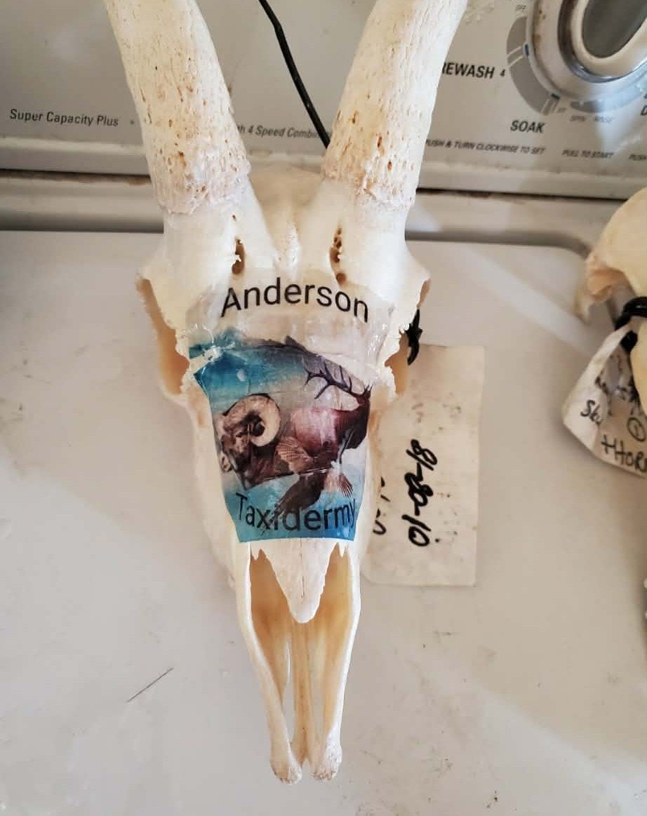 Hydro-Transfer I did for Anderson Taxidermy