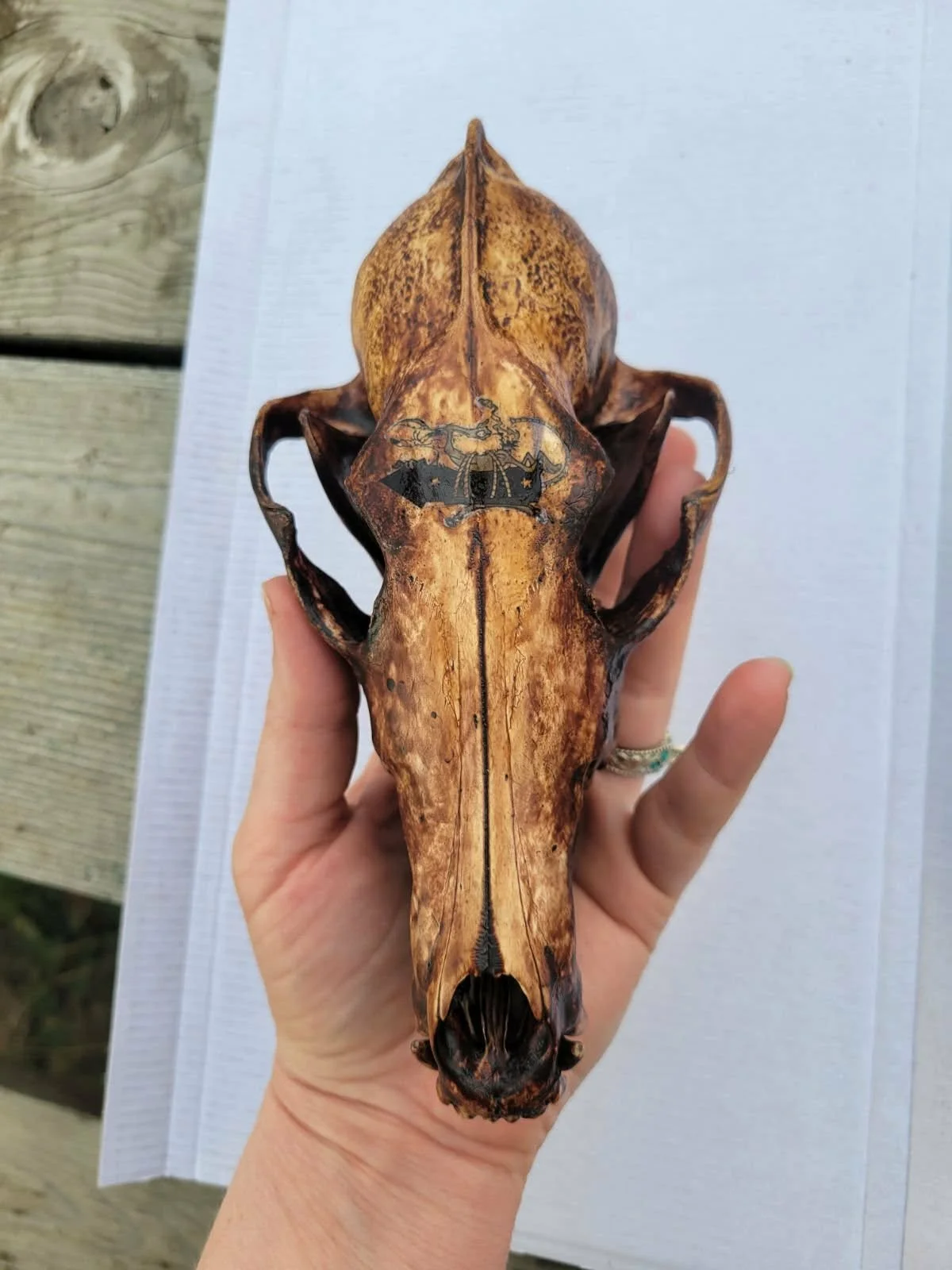 Coyote skull