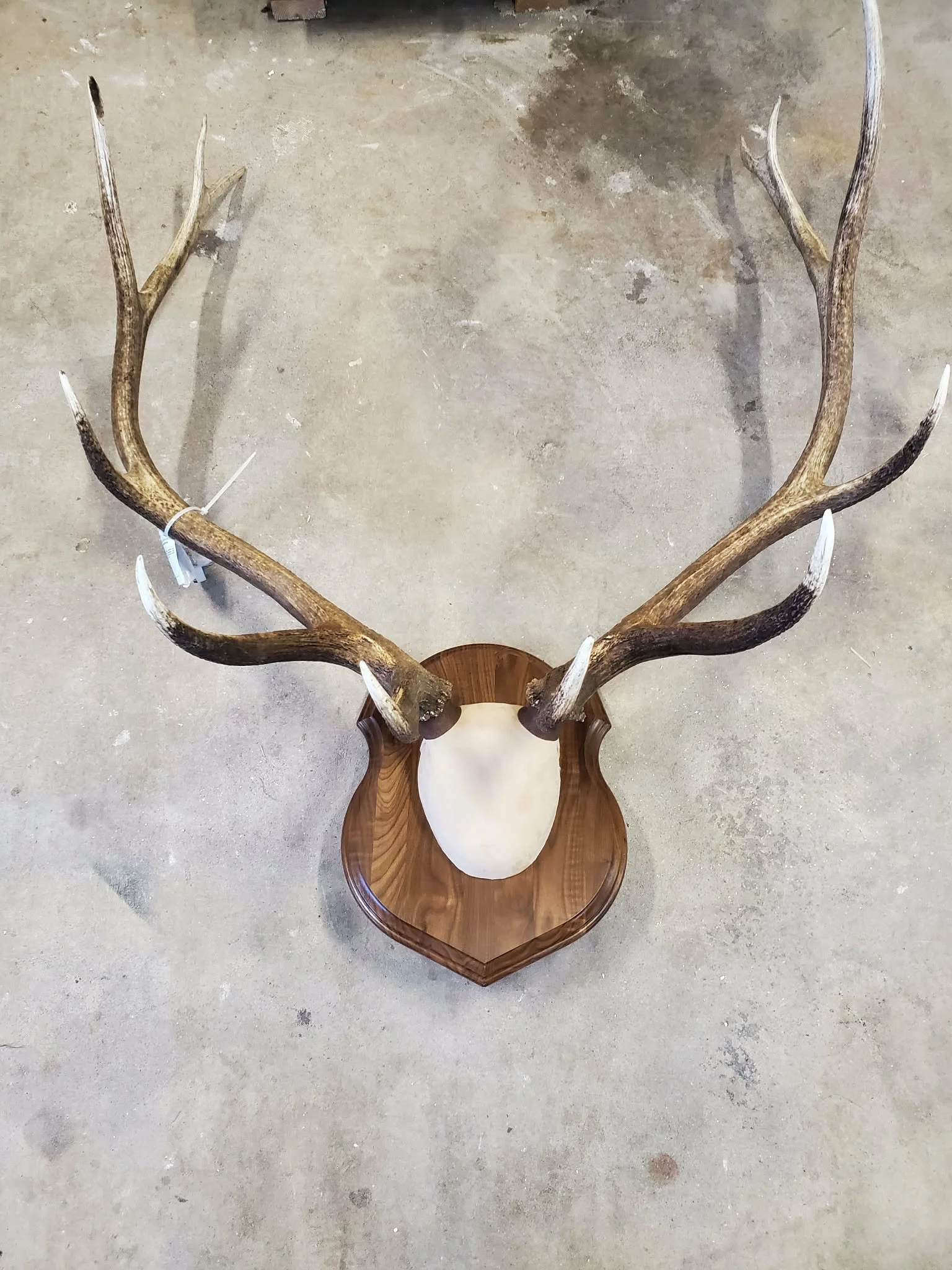 Mounted deer head with antlers on wooden plaque on concrete floor.