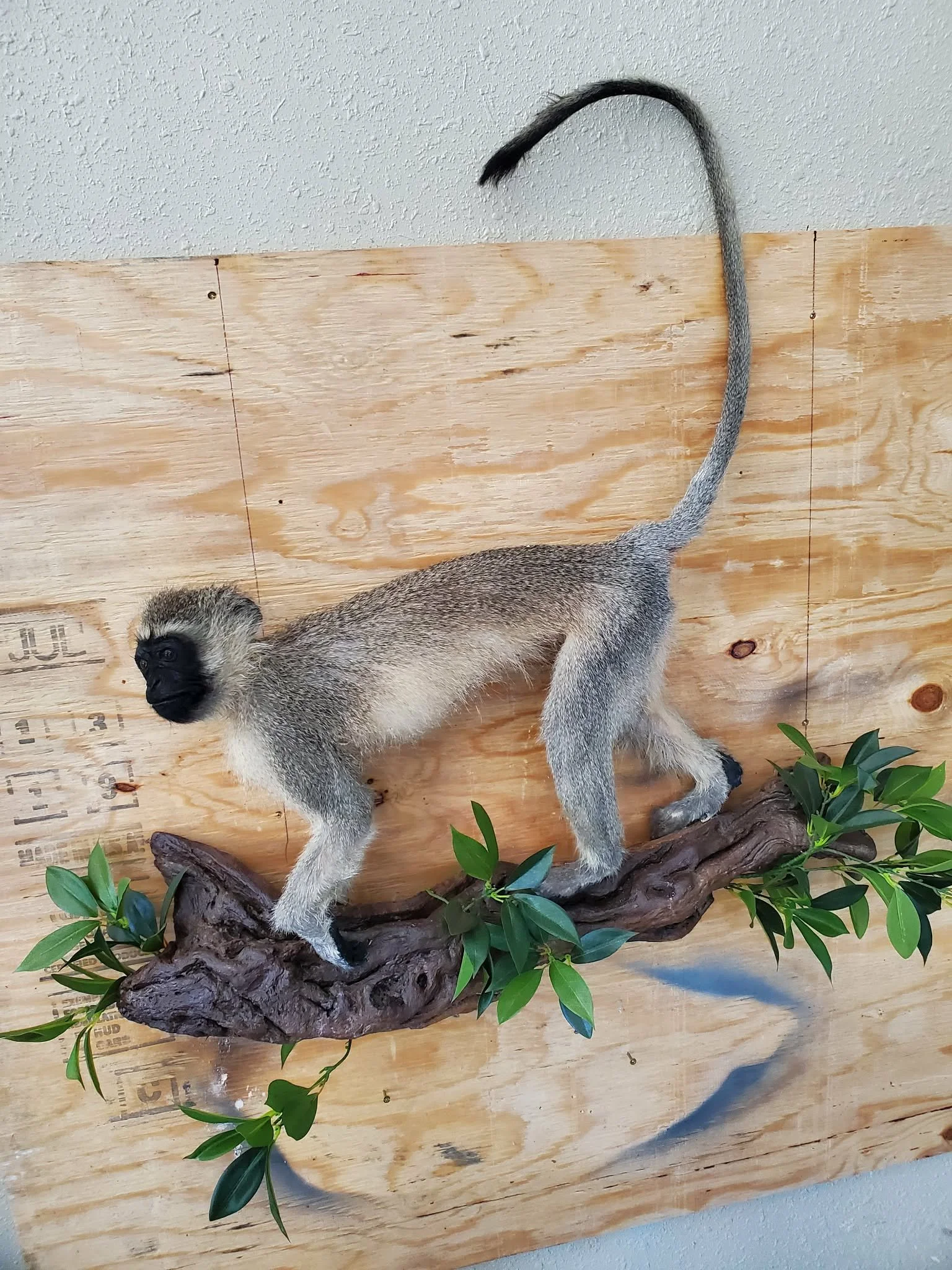 Taxidermy mount of a vervet monkey on a wooden branch with green leaves, against a wood-paneled background.