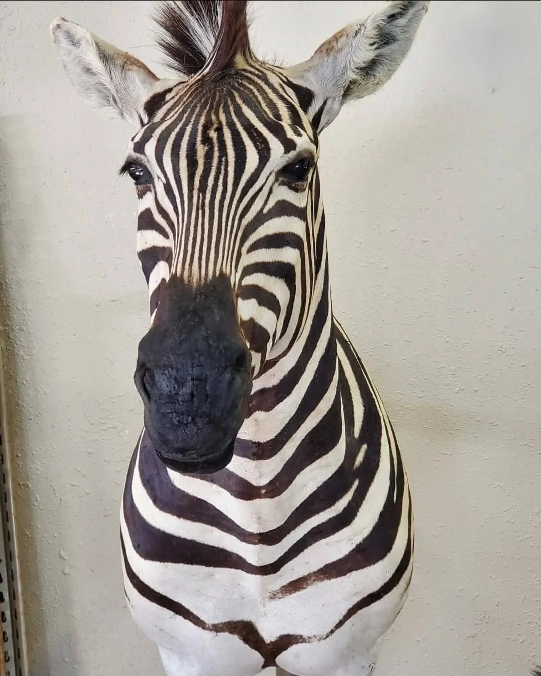 A close-up of a zebra's head and upper body, showing its black and white striped pattern, large ears, and dark eyes against a plain wall background.
