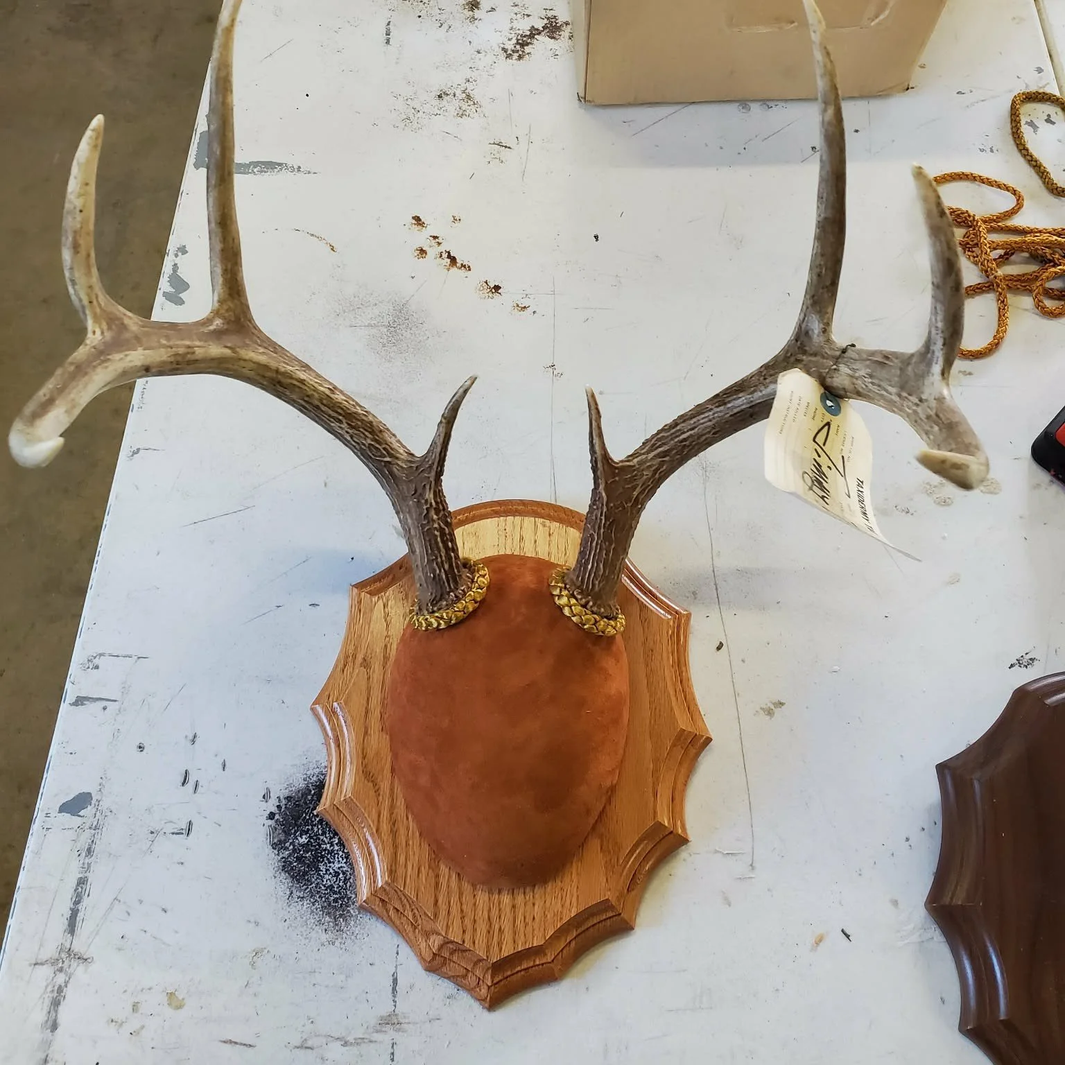 Taxidermy deer antlers mounted on a wooden plaque.