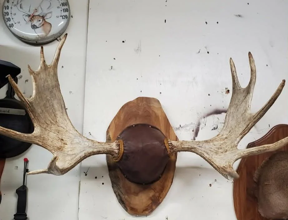 A mounted moose antlers. The wall is white and has some marks. There is a decorative clock with a deer image in the top left corner.