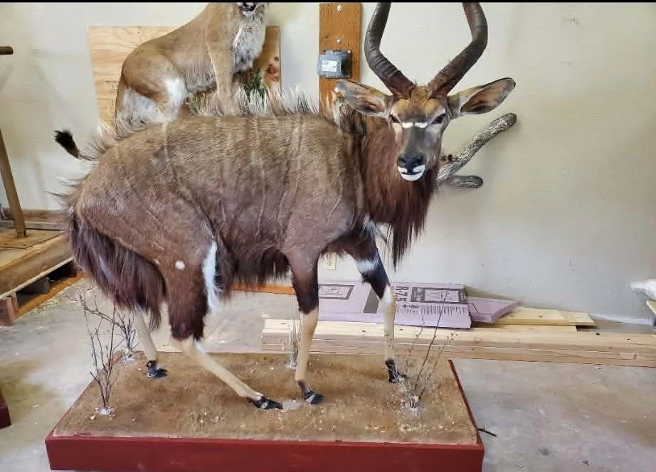 A taxidermy display of a Nyala.