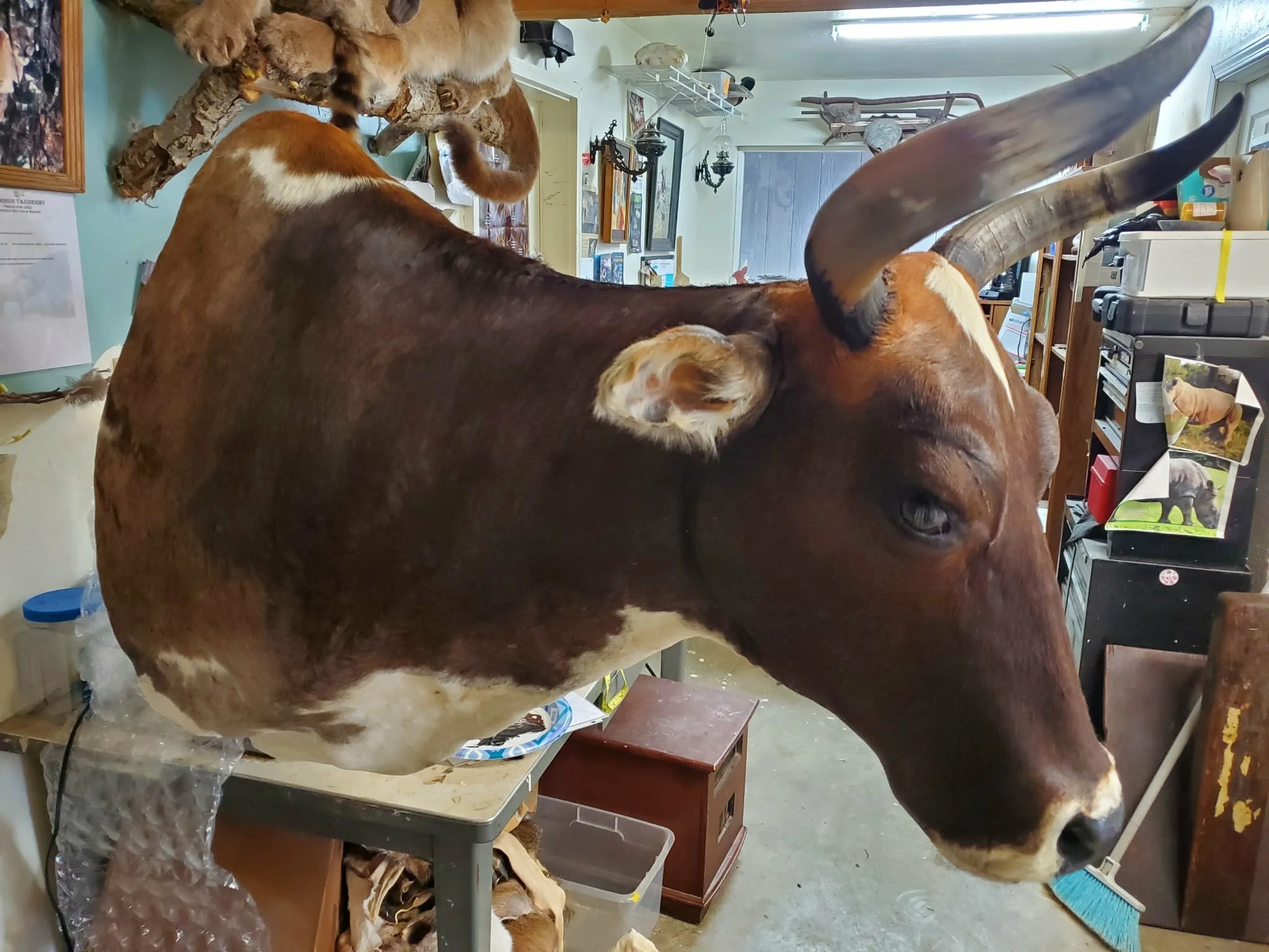 A taxidermy mount of a brown and white cow with large horns in a cluttered room with various animal pelts, pictures, and objects.