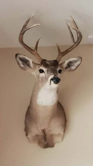 Mounted deer head with large antlers on a wall.