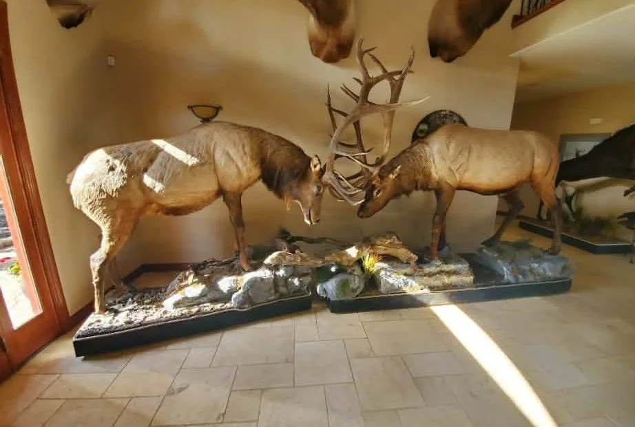 Taxidermy mounts of 2 elk fighting, displayed against a wall inside a home.