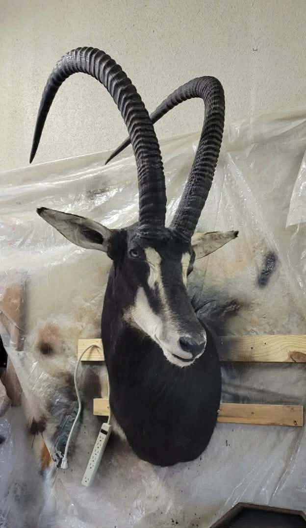 Taxidermy mount of a sable antelope with long, curved, ridged horns, mounted on a wall with a beige background.