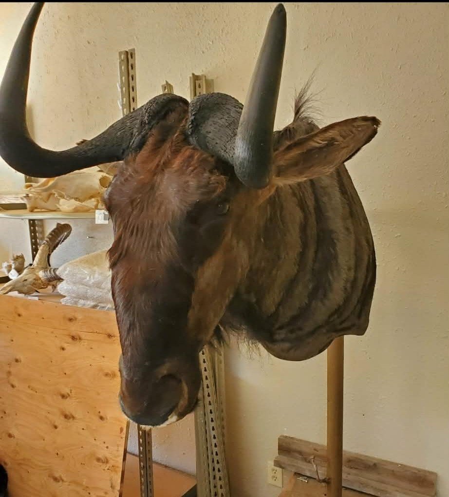 Taxidermy mount of blue gnu with black horns, displayed indoors on a wall.
