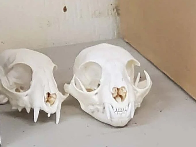 Two animal skulls, one larger and one smaller, placed on a gray surface near a wall.