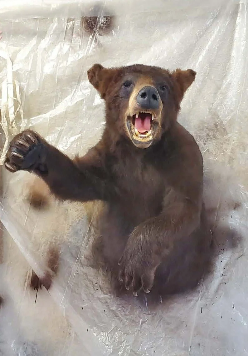 A bear with a bear's body and a bear's head