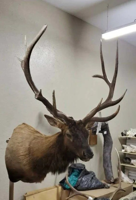Taxidermy elk head with large antlers mounted on a wall.