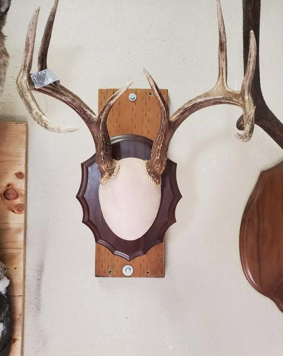 A deer head mount with antlers attached to a wood plaque is hanging on a wall.