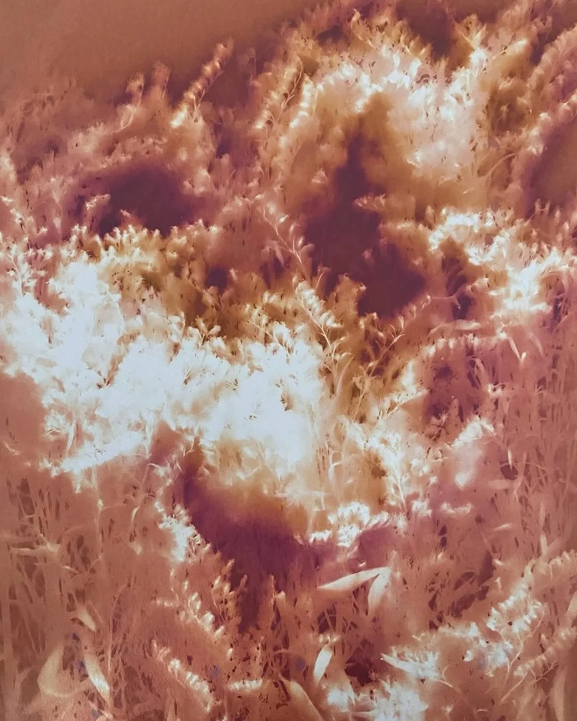 Alchemy is the word that comes to mind with Milisa Moses&rsquo;s @milisa_moses work. We are grateful to have a selection of her photograms in the shop - made by exposing photo papers with plants from her own gardens and various additives to the Cape 