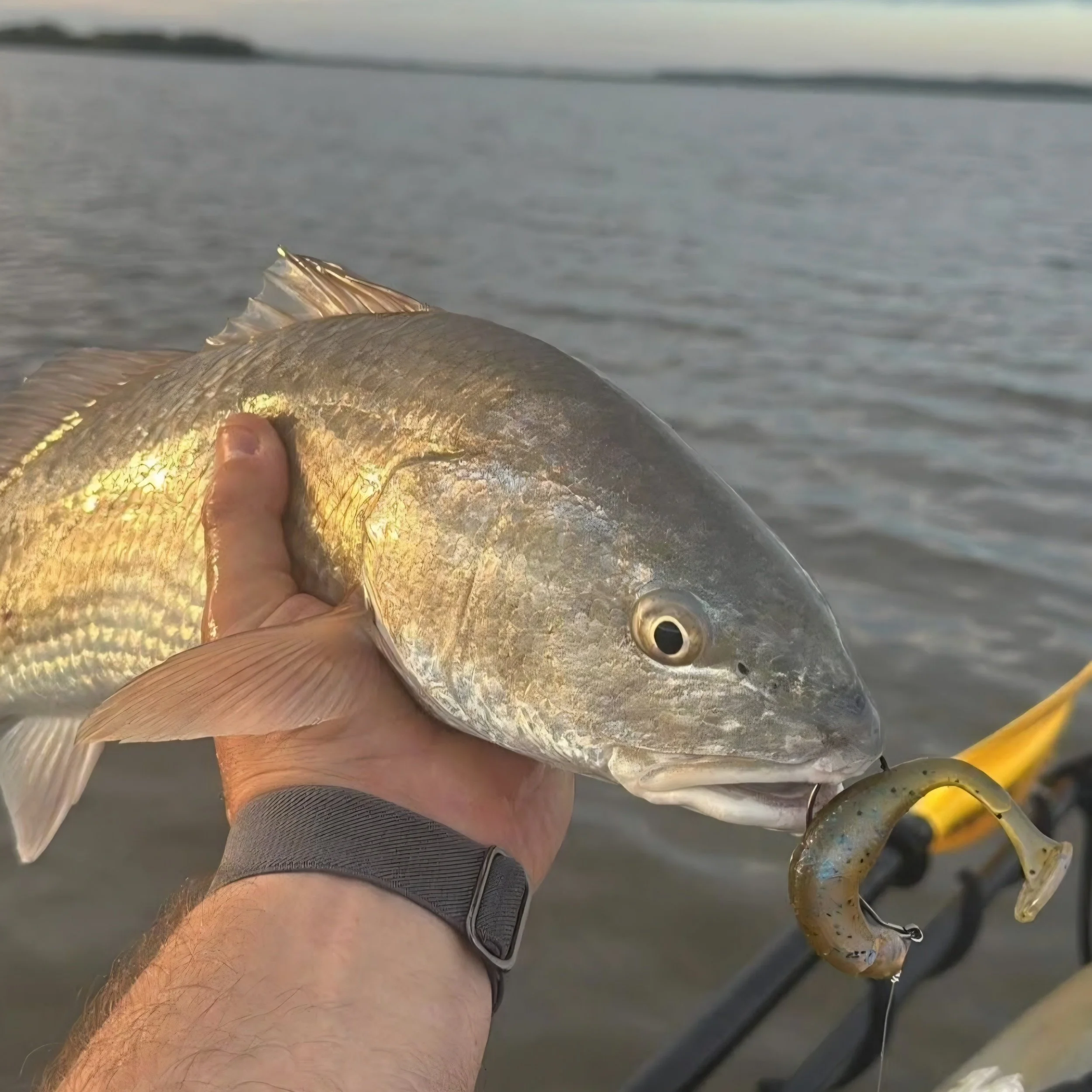 Redfish caught in Florida on limit out lures 3.8" avenger paddle tail 