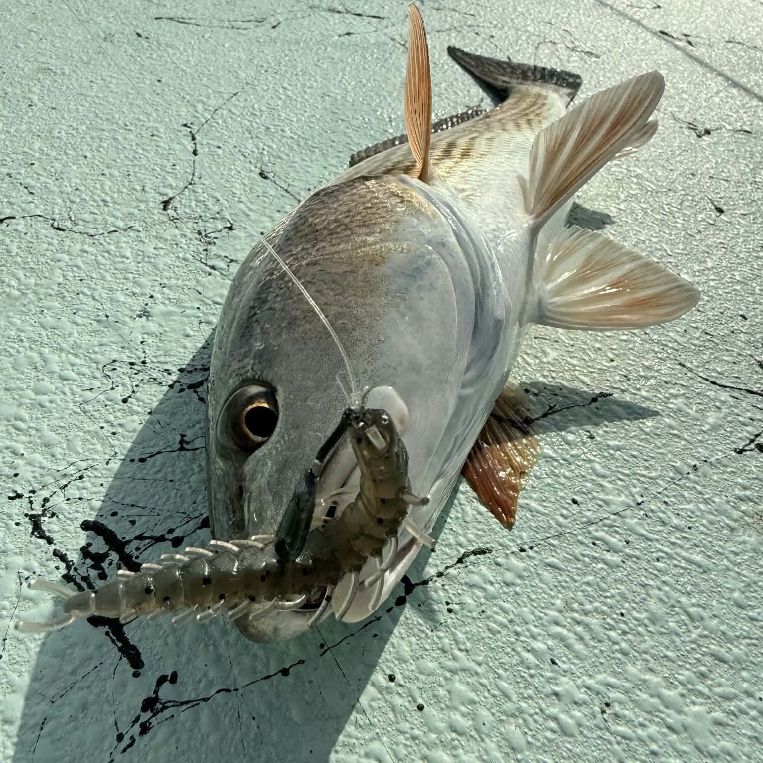 Red+Caught+with+3+inch+hellgrammite+on+the+flats+of+Jacksonville+Fl.jpg