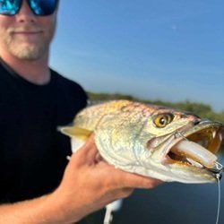 Kyle%2BTrout%2Bon%2Bgold%2Band%2Bwhite%2Blure_compressed.jpg