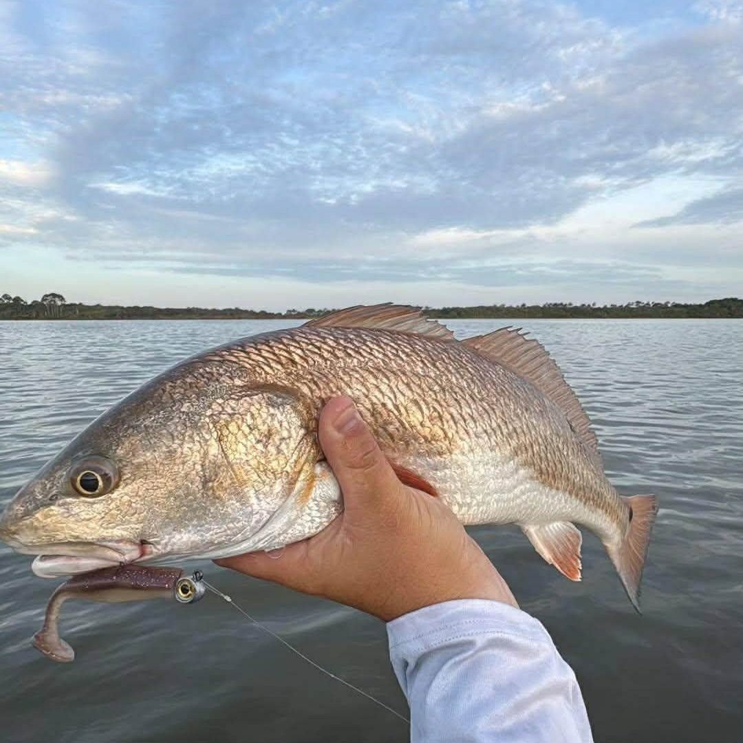 Redfish+caught+on+Limit+Out+Lure+Soft+Plastic+paddle+tail+redfish+being+held+out+of+water.jpg