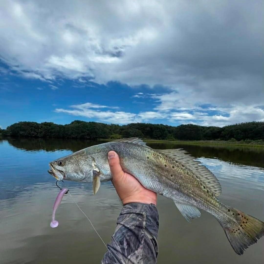 speckled+trout+catch+and+release+on+limit+out+lure+soft+plastic+paddletail.jpg