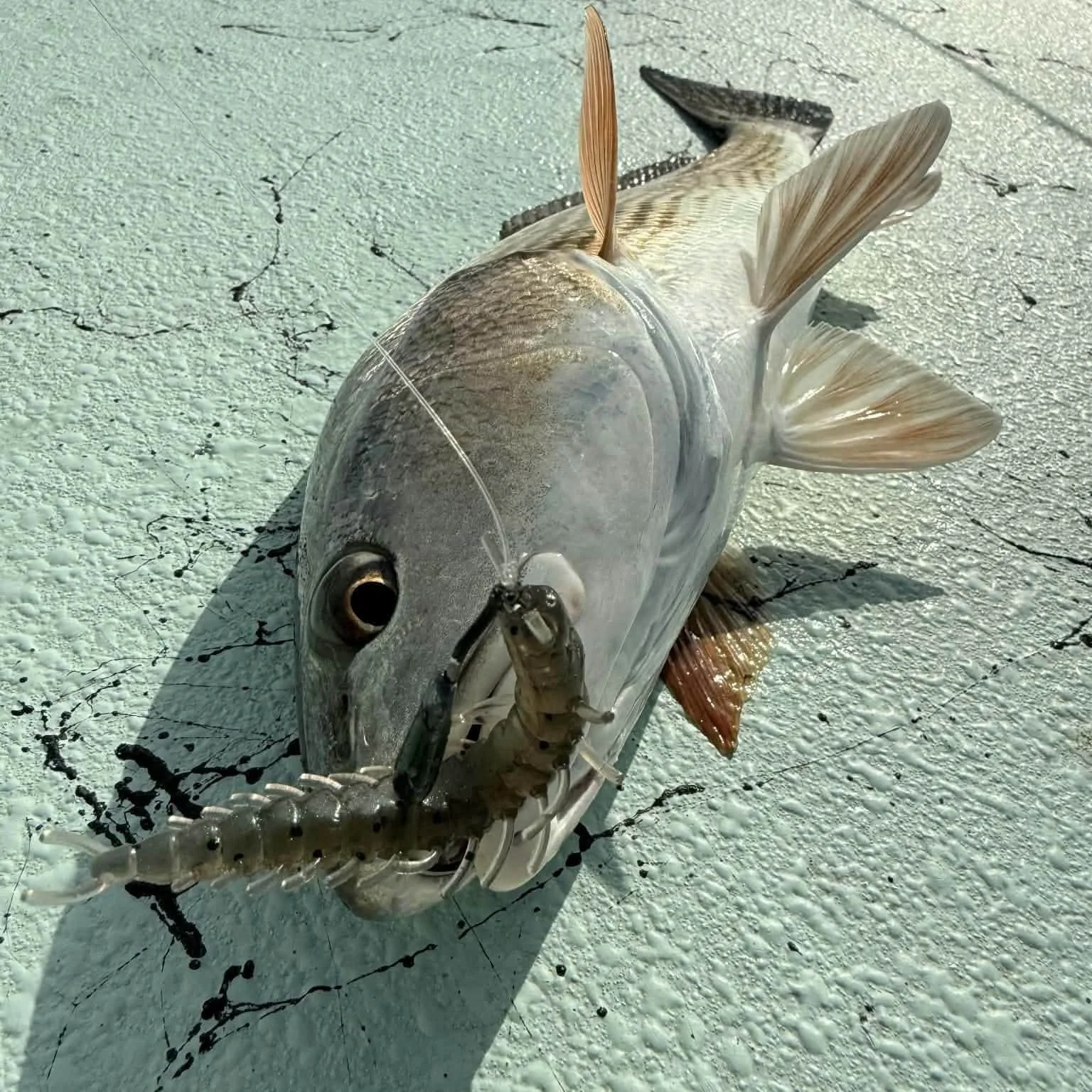 A recently caught redfish, with a 3-inch hellgrammite limit out fishing lure in its mouth and a fishing line attached.