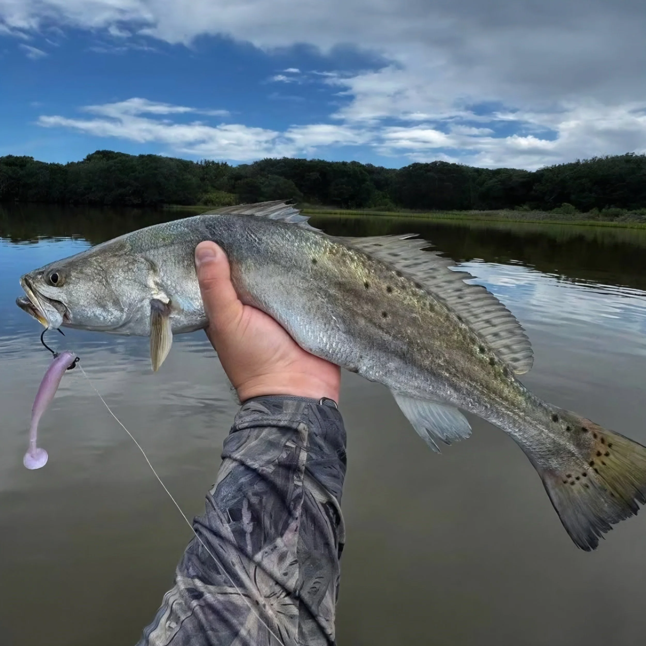 3.8 avenger paddletail used to catch a speckled trout in Florida waters