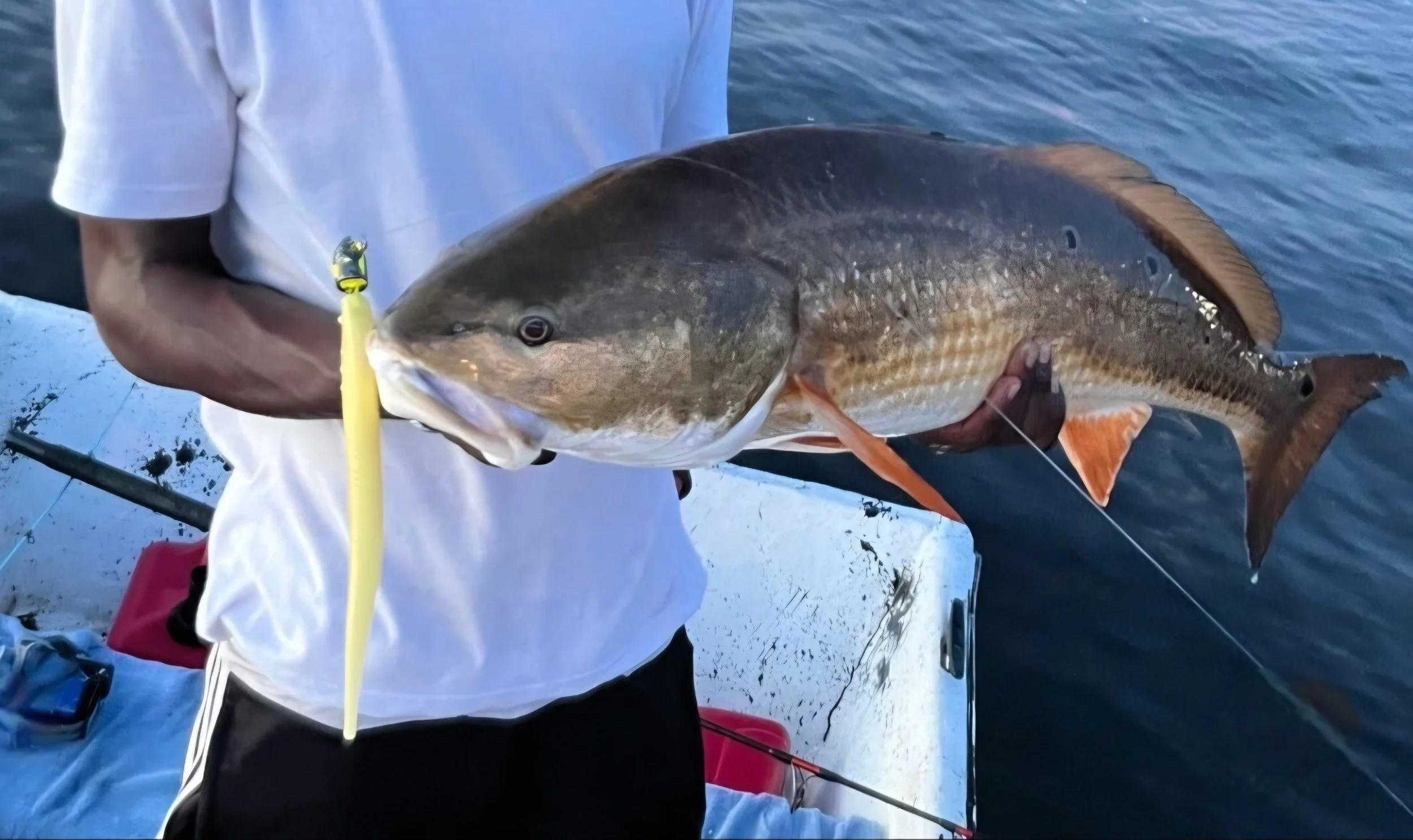 Redfish-caught-on 9-inch-x-cite-shad