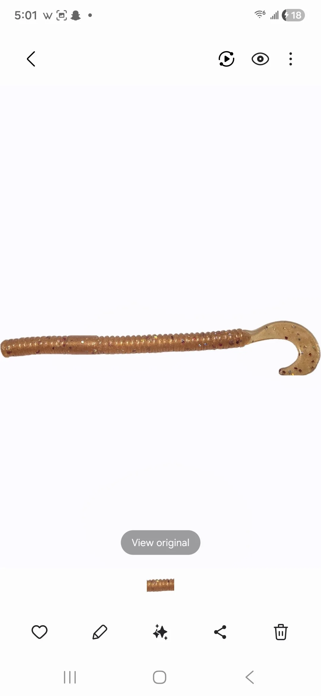 Cayenne Curly-tail 4.5